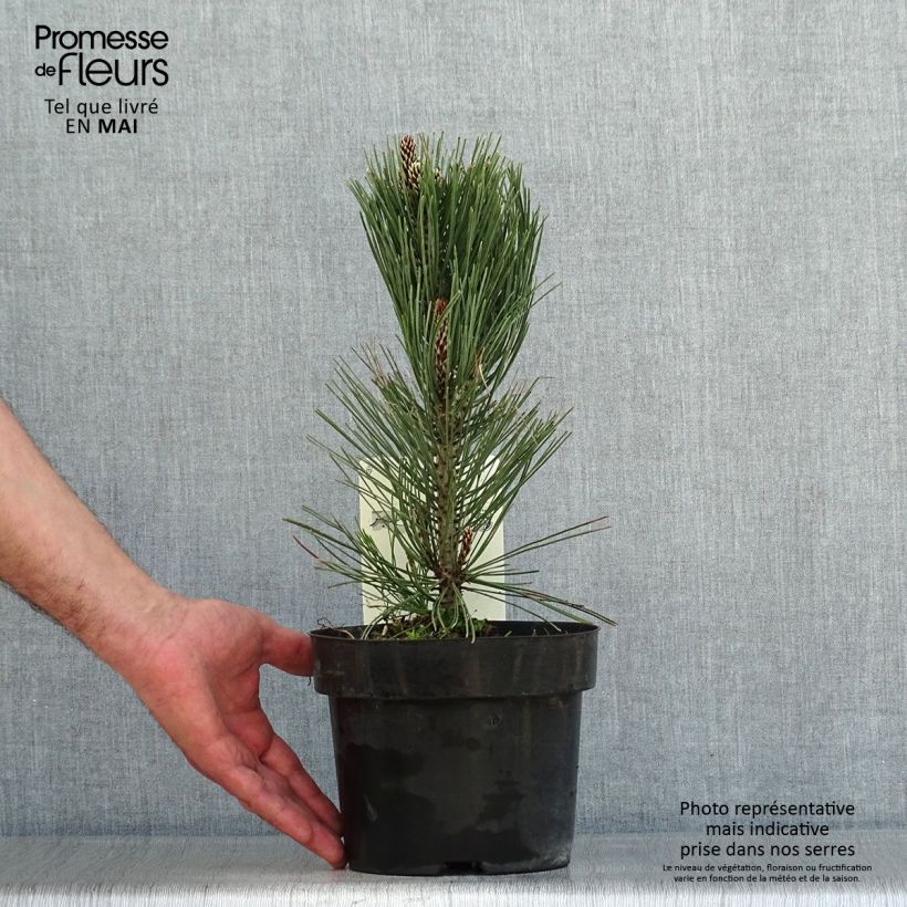 Spécimen de Pin de bosnie - Pinus heldreichii (leucodermis) Compact Gem Pot de 2L/3L tel que livré au printemps