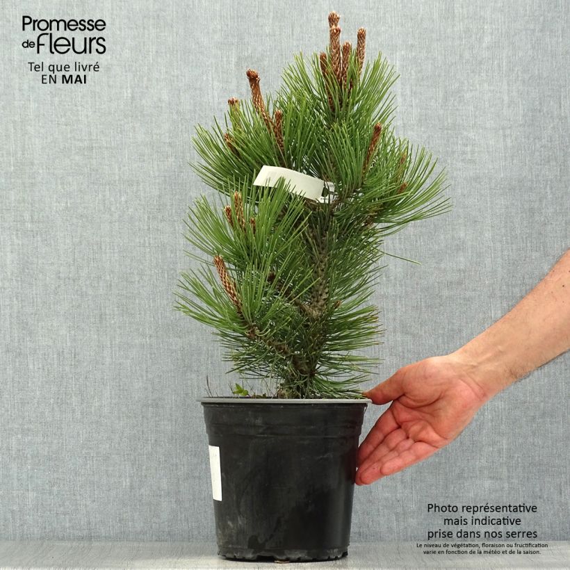 Spécimen de Pin de bosnie - Pinus heldreichii (leucodermis) Compact Gem Pot de 4L/5L tel que livré au printemps