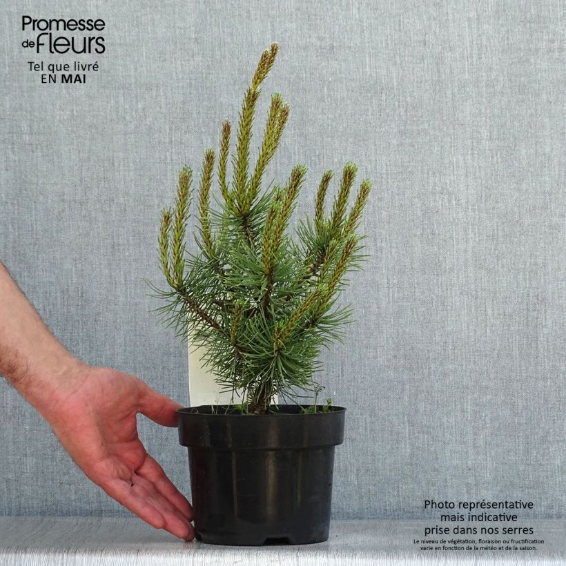 Example of Pin de montagne - Pinus mugo Carsten's Wintergold Pot de 2L/3L as you get in printemps