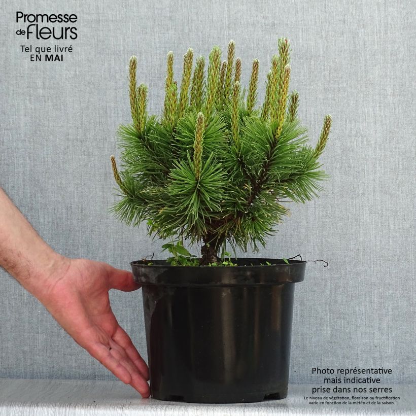Example of Pin de montagne - Pinus mugo Carsten's Wintergold Pot de 4L/5L as you get in printemps