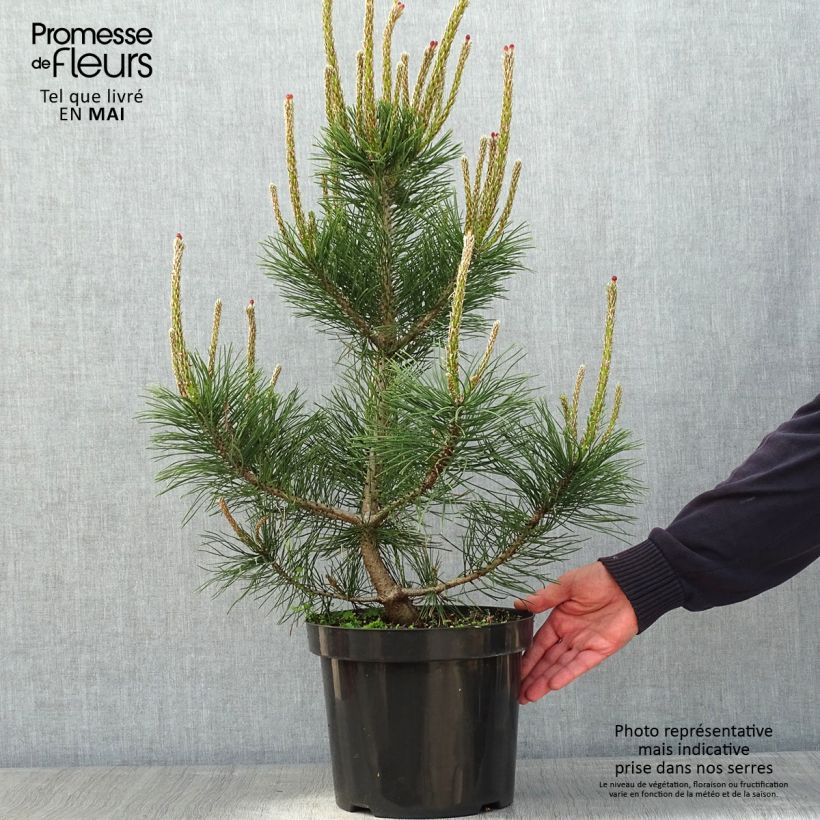 Spécimen de Pin de montagne - Pinus mugo Gnom Pot de 7,5L/10L tel que livré au printemps