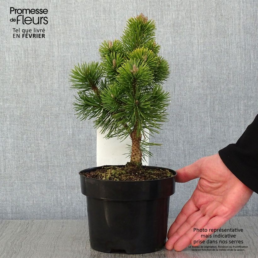 Spécimen de Pin de montagne - Pinus mugo Mumpitz Pot de 2L/3L tel que livré en hiver