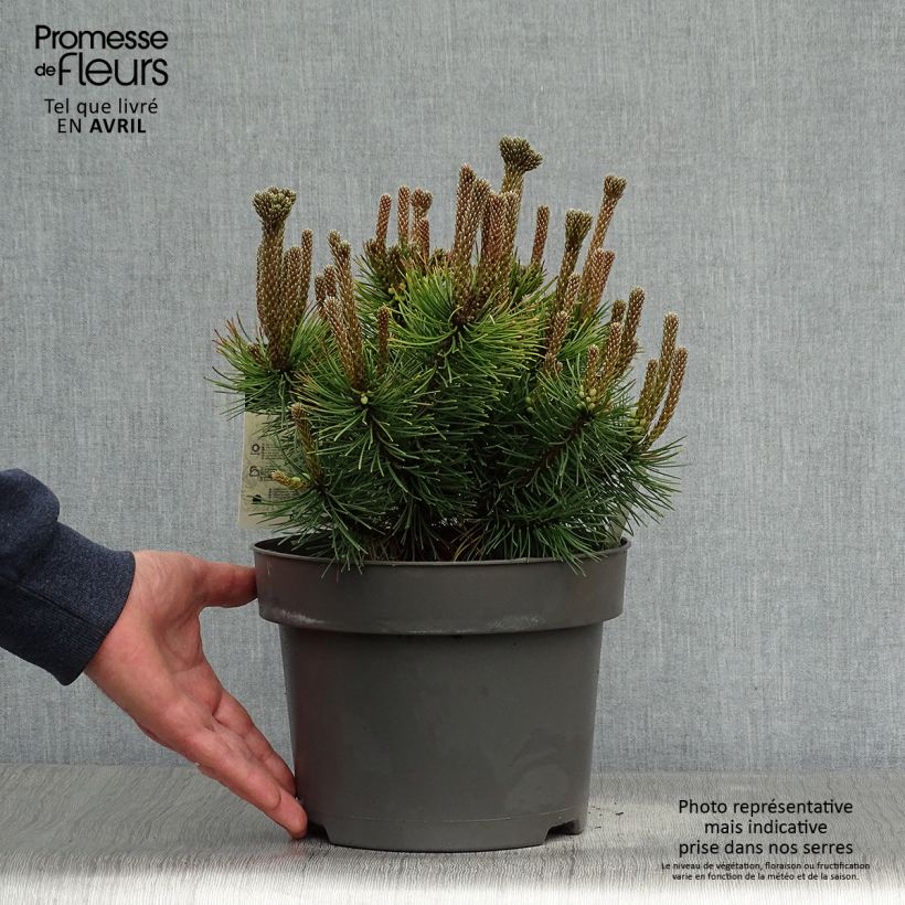 Example of Pin de montagne - Pinus mugo Ophir Pot de 2L/3L as you get in printemps