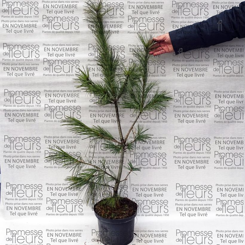 Example of Pin hybride - Pinus schwerinii Pot de 7,5L/10L as you get