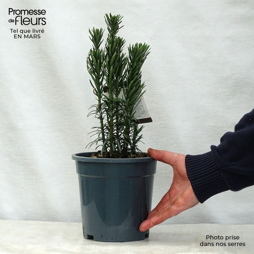 Spécimen de Pin japonais à queue de vache - Cephalotaxus harringtonia Fastigiata Pot de 2L/3L tel que livré au printemps