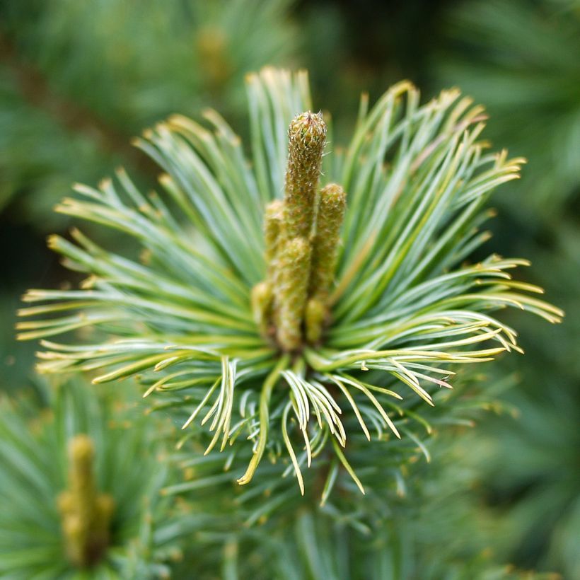 Pin nain de Sibérie - Pinus pumila Glauca (Flowering)