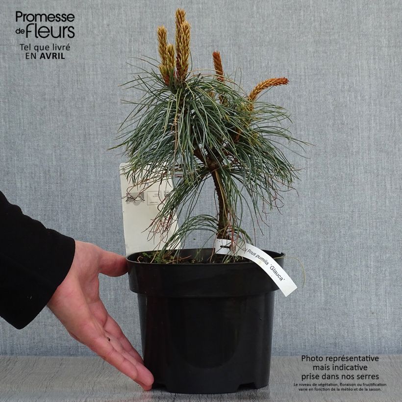 Example of Pin nain de Sibérie - Pinus pumila Glauca Pot de 2L/3L as you get in printemps