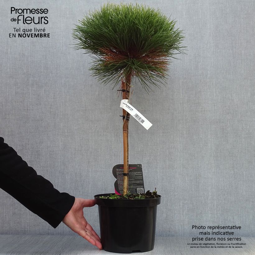 Spécimen de Pin noir - Pinus nigra Marie Brégeon Pot de 4L/5L, Tige tel que livré en automne