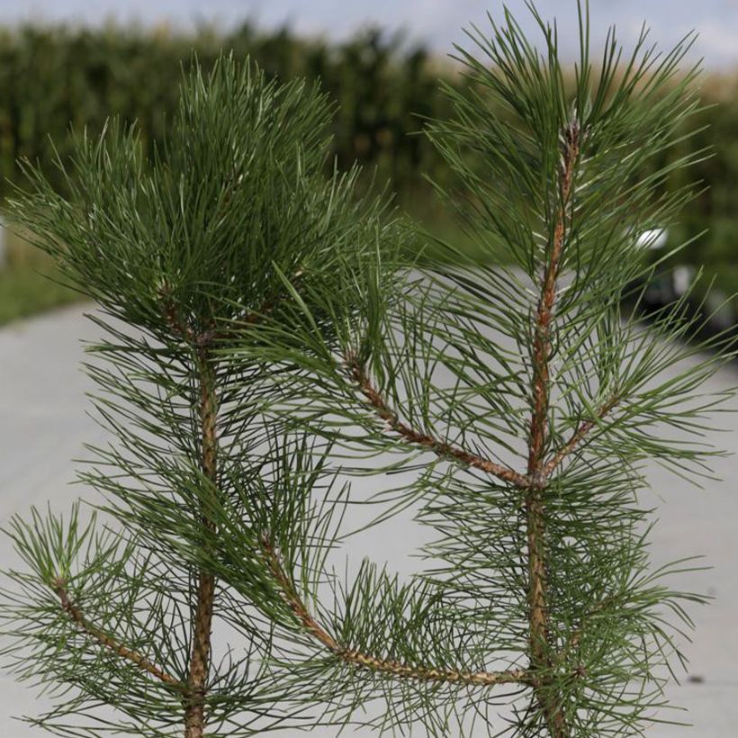 Pin noir d'Autriche - Pinus nigra nigra (Foliage)