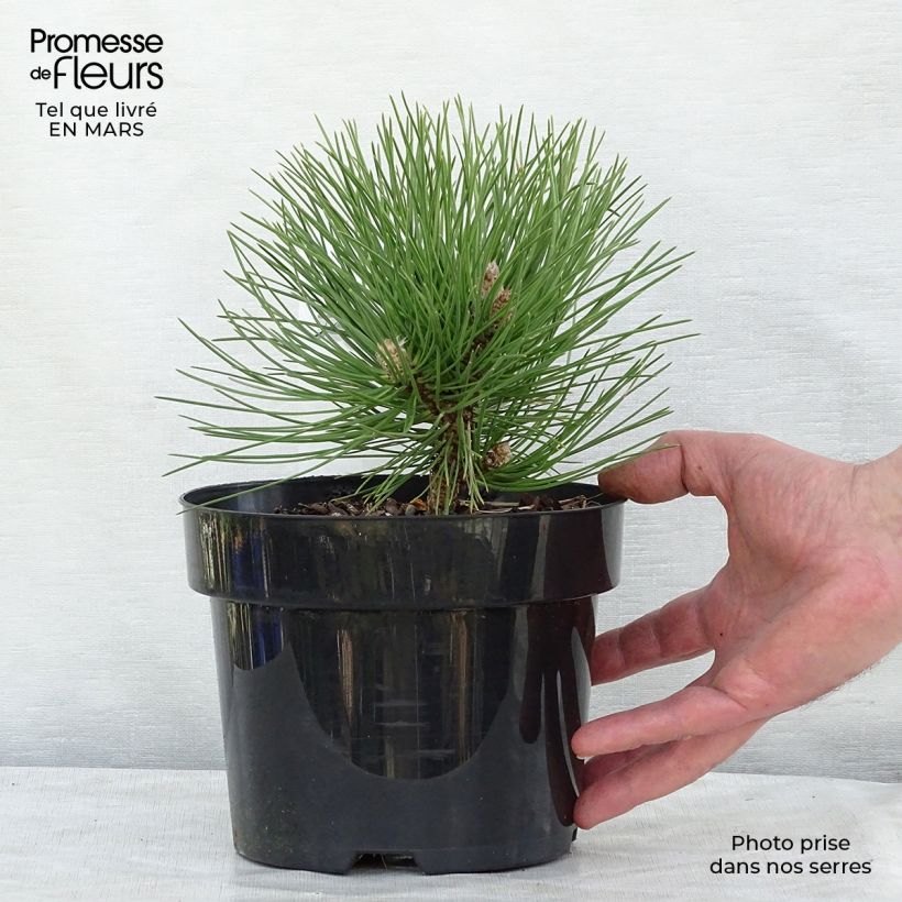 Example of Pin noir nain - Pinus nigra Nana Pot de 2L/3L as you get in printemps