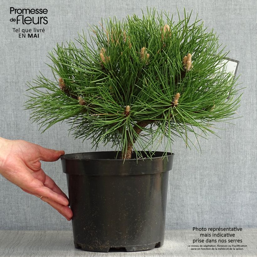 Example of Pin noir nain - Pinus nigra Nana Pot de 7,5L/10L as you get in printemps