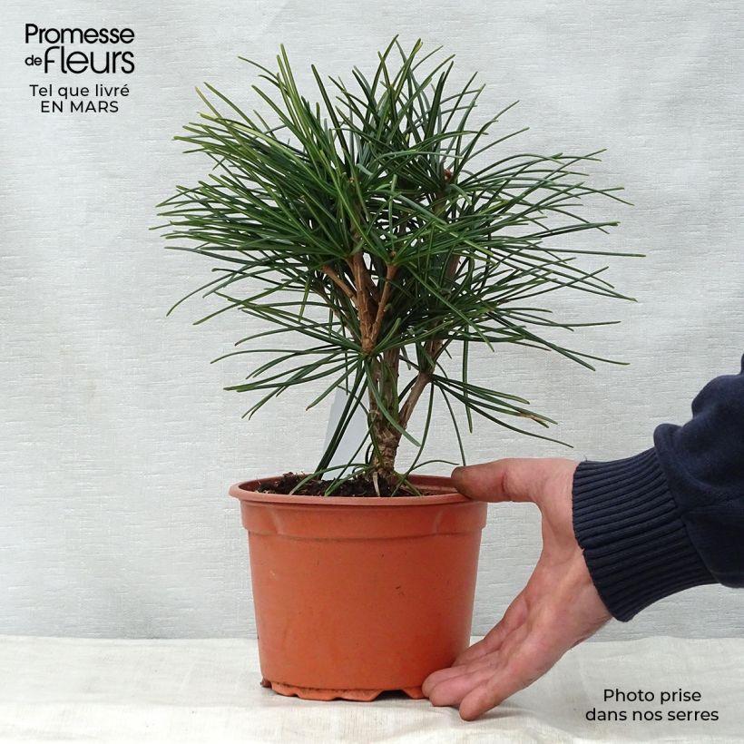 Example of Pin parasol du japon - Sciadopitys verticillata Pot de 2L/3L as you get in printemps