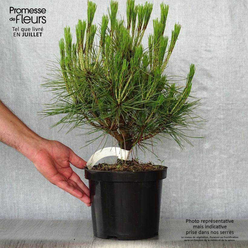 Spécimen de Pin rouge du Japon - Pinus densiflora Alice Verkade                 Pot de 4L/5L tel que livré en été