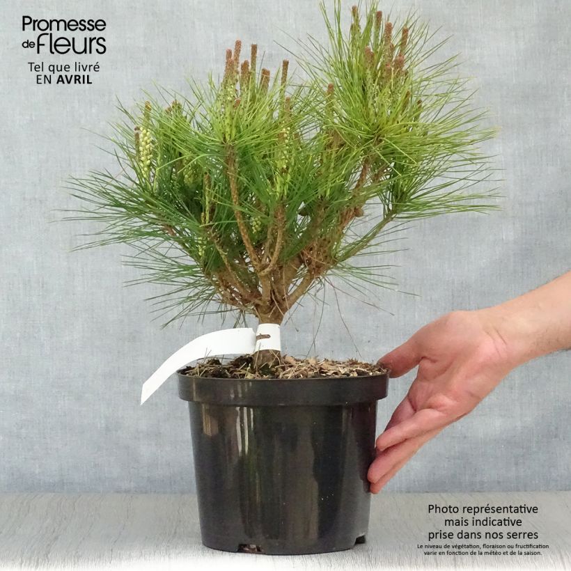 Spécimen de Pin rouge du Japon - Pinus densiflora Alice Verkade                 Pot de 4L/5L tel que livré au printemps