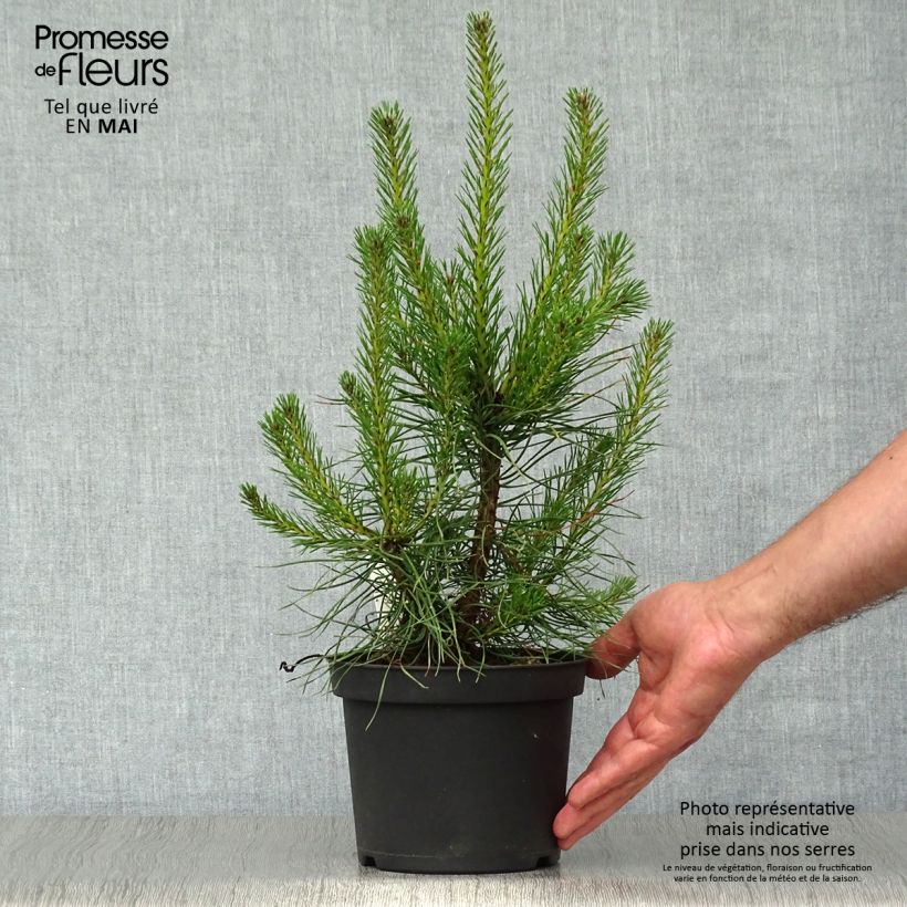 Example of Pin sylvestre - Pinus sylvestris Pot de 2L/3L as you get in printemps