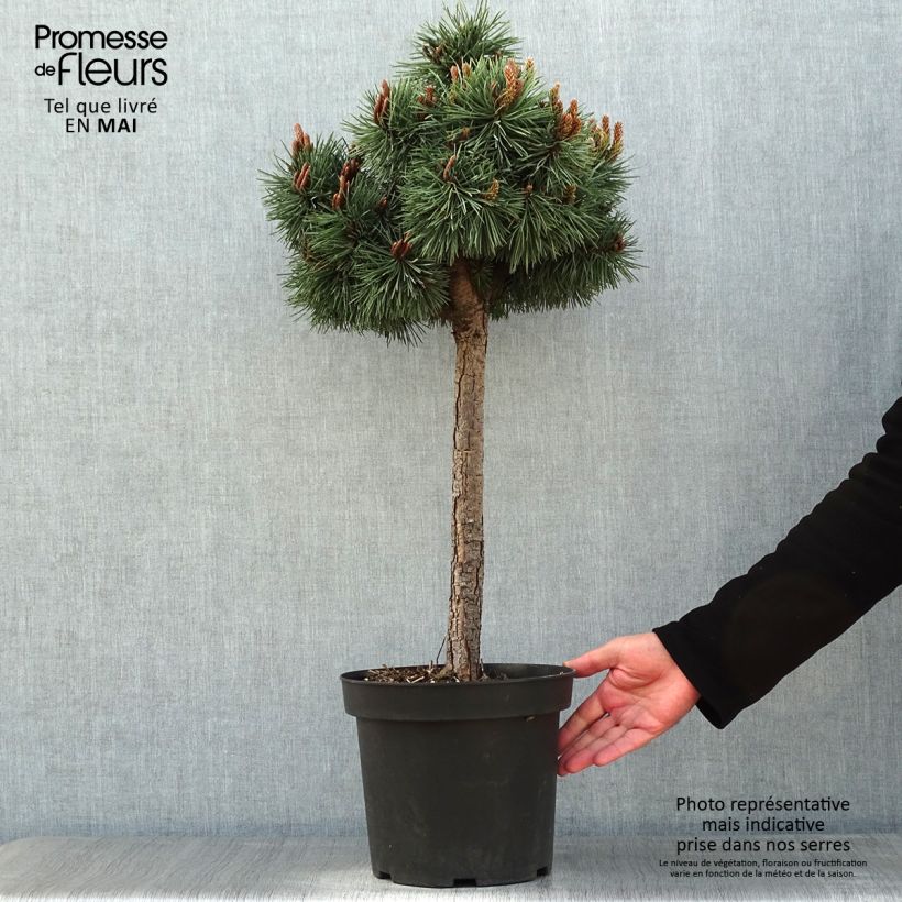 Example of Pin sylvestre nain - Pinus sylvestris Doone Valley Pot de 7,5L/10L, Demi-Tige, Sur tige de 80 cm as you get in printemps