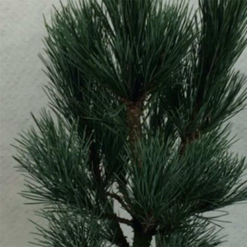 Pin cembro nain - Pinus cembra Compacta Glauca                   (Foliage)