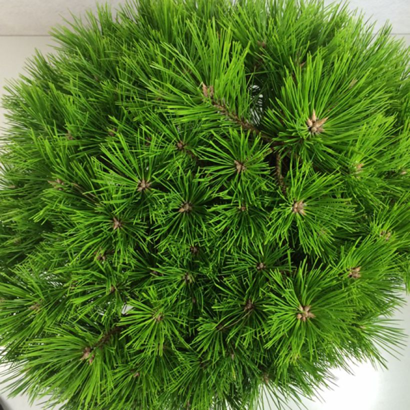 Pin rouge du Japon - Pinus densiflora Low Glow                       (Foliage)