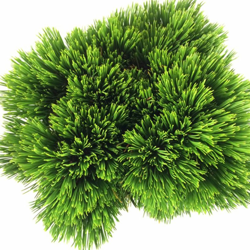 Pinus heldreichii Schmidtii - Pin de Bosnie                       (Foliage)