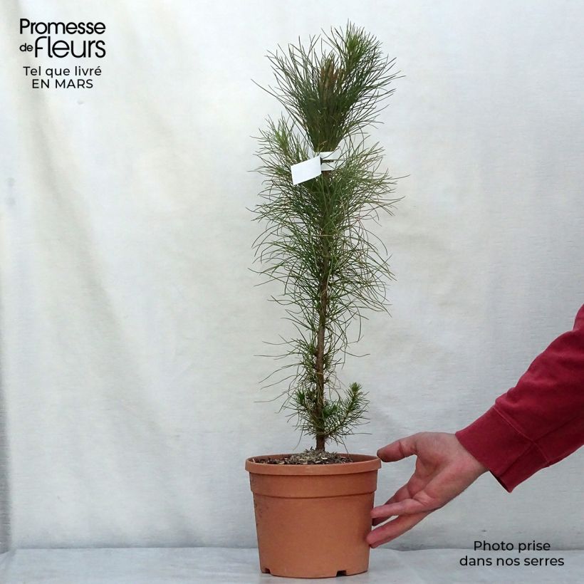 Example of Pinus insignis (radiata) - Pin de Monterey Pot de 2L/3L as you get in printemps
