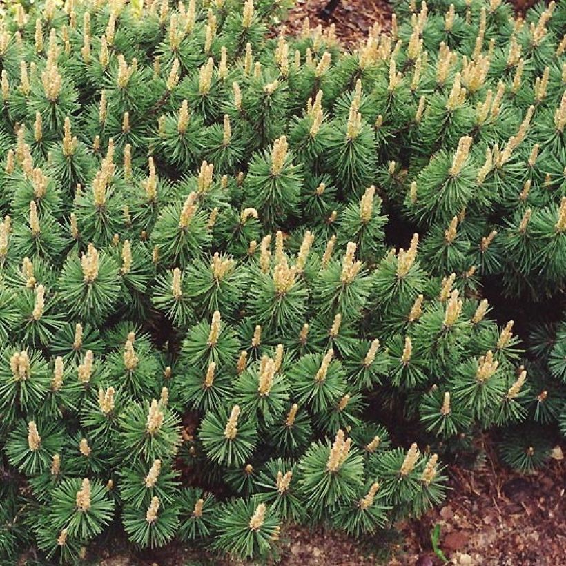 Pinus mugo Humpy - Pin nain de montagne (Plant habit)