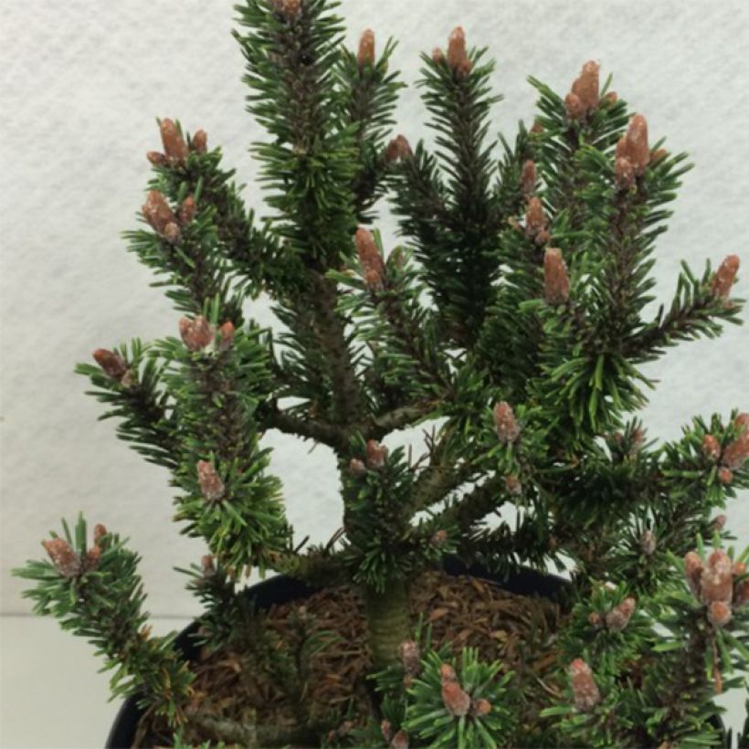 Pinus mugo Kissen - Pin de montagne                                (Foliage)