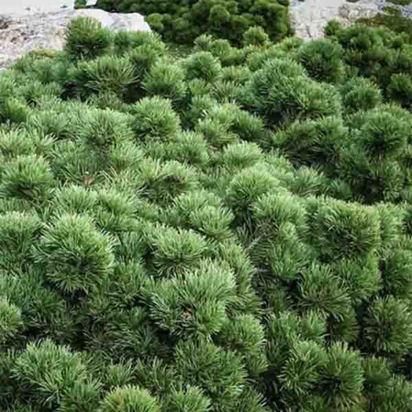 Pin de montagne - Pinus mugo Lilliput                        (Foliage)
