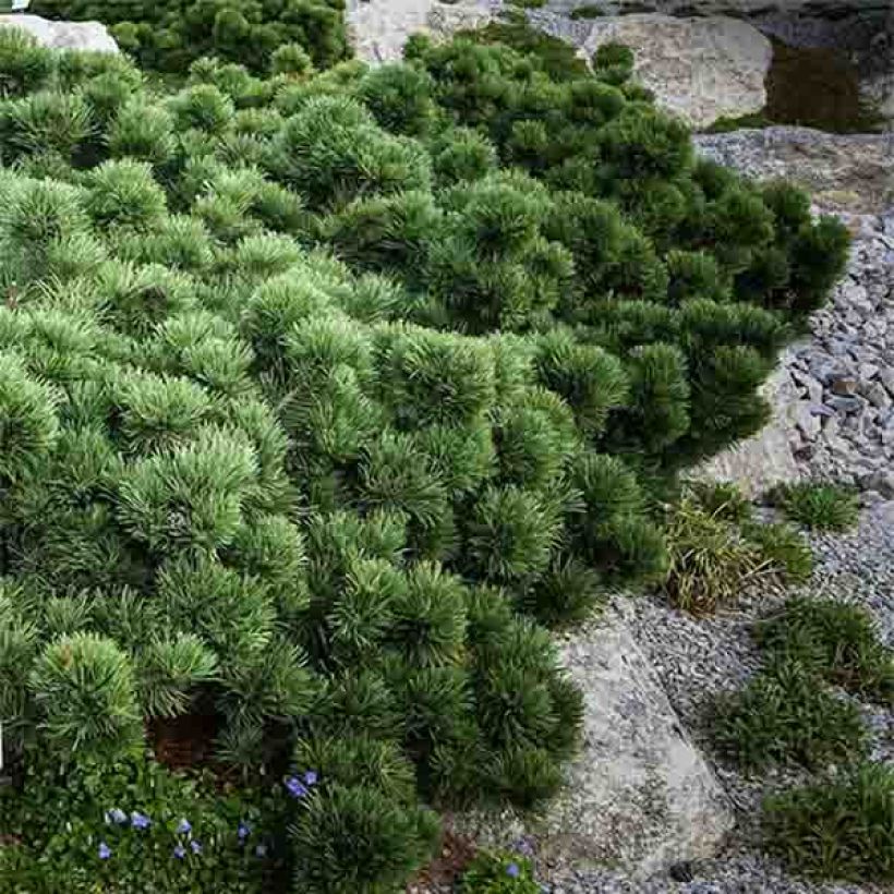 Pin de montagne - Pinus mugo Lilliput                        (Plant habit)