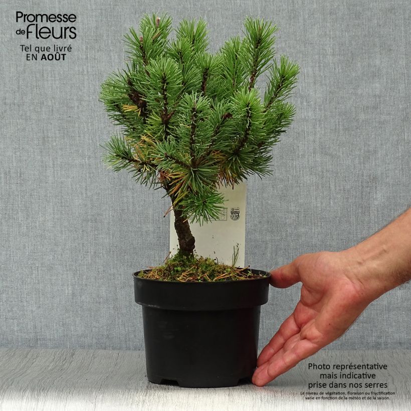 Spécimen de Pinus mugo Mops - Pin de montagne Pot de 2L/3L tel que livré en été