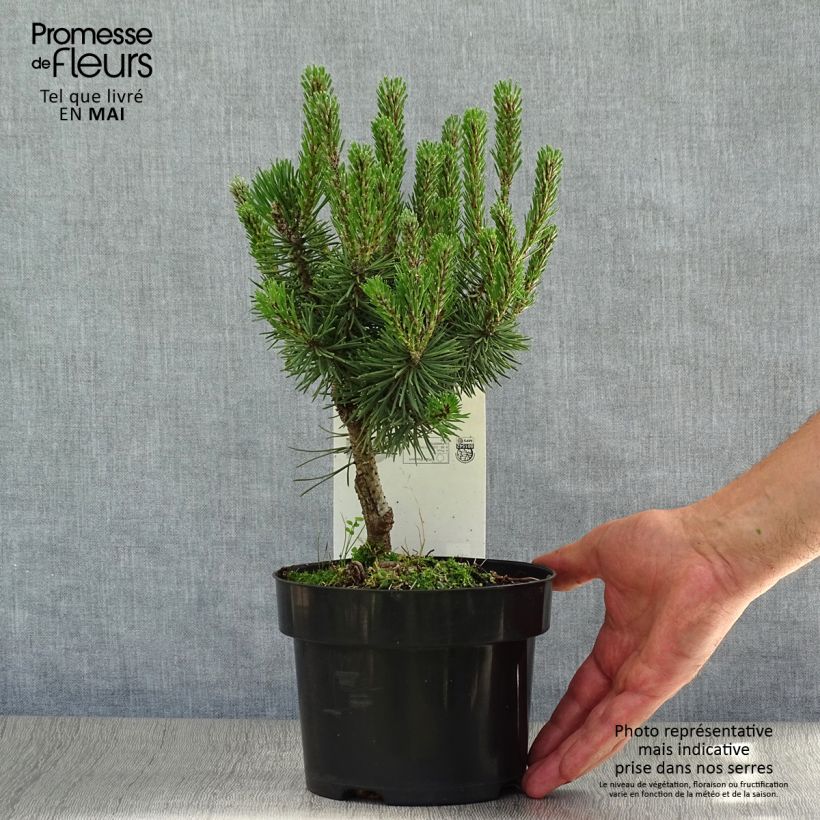 Example of Pinus mugo Mops - Pin de montagne Pot de 2L/3L as you get in printemps