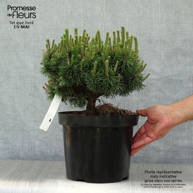 Example of Pinus mugo Mops - Pin de montagne Pot de 4L/5L, Greffé as you get in printemps