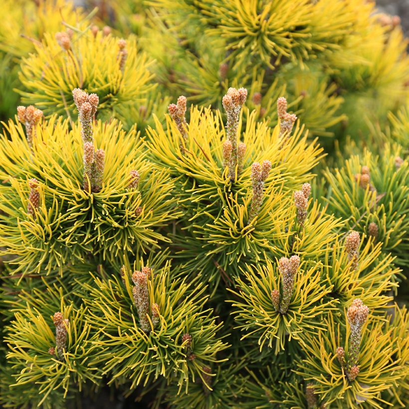 Pin de montagne - Pinus mugo Nana Balcanica Aurea (Foliage)
