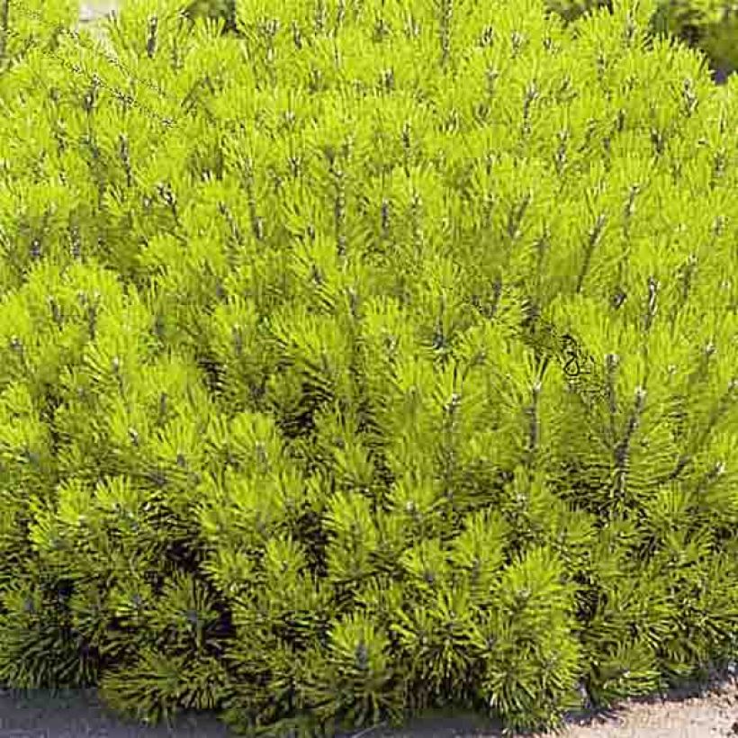 Pin de montagne - Pinus mugo Ophir (Foliage)