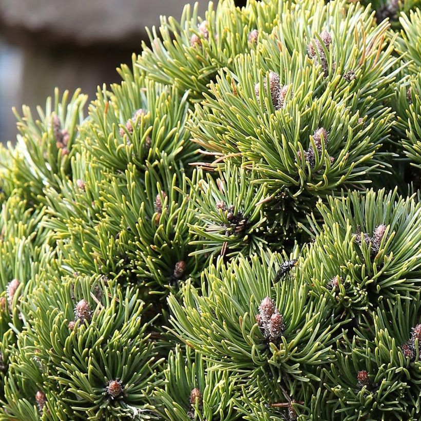 Pinus mugo Picobello - Pin nain des montagnes (Foliage)