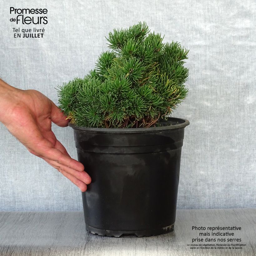Spécimen de Pinus mugo Picobello - Pin nain des montagnes Pot de 2L/3L tel que livré en été