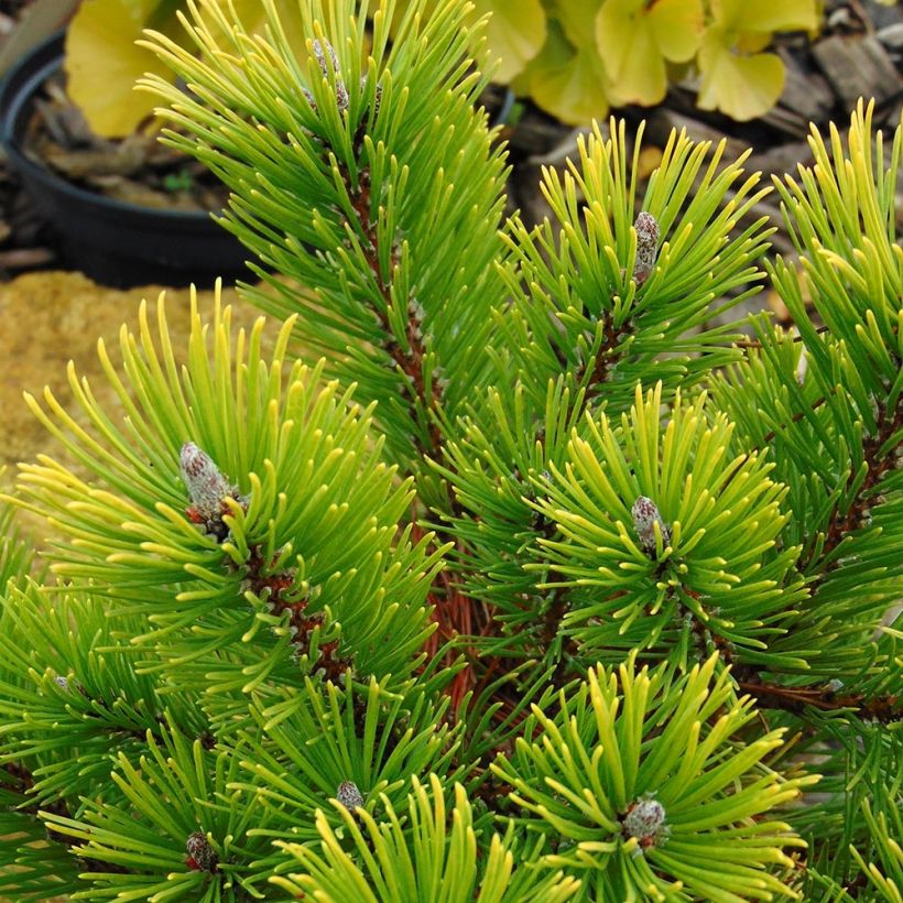 Pinus mugo Winter Gold - Pin de montagne nain doré (Foliage)