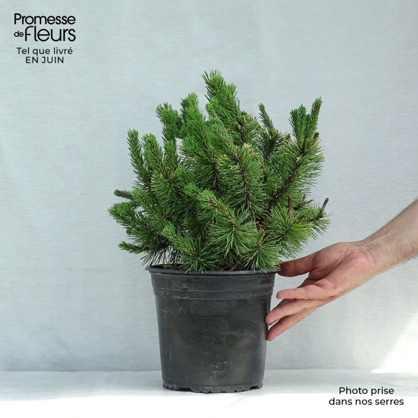 Spécimen de Pinus mugo Winter Gold - Pin de montagne nain doré Pot de 2L/3L tel que livré en été