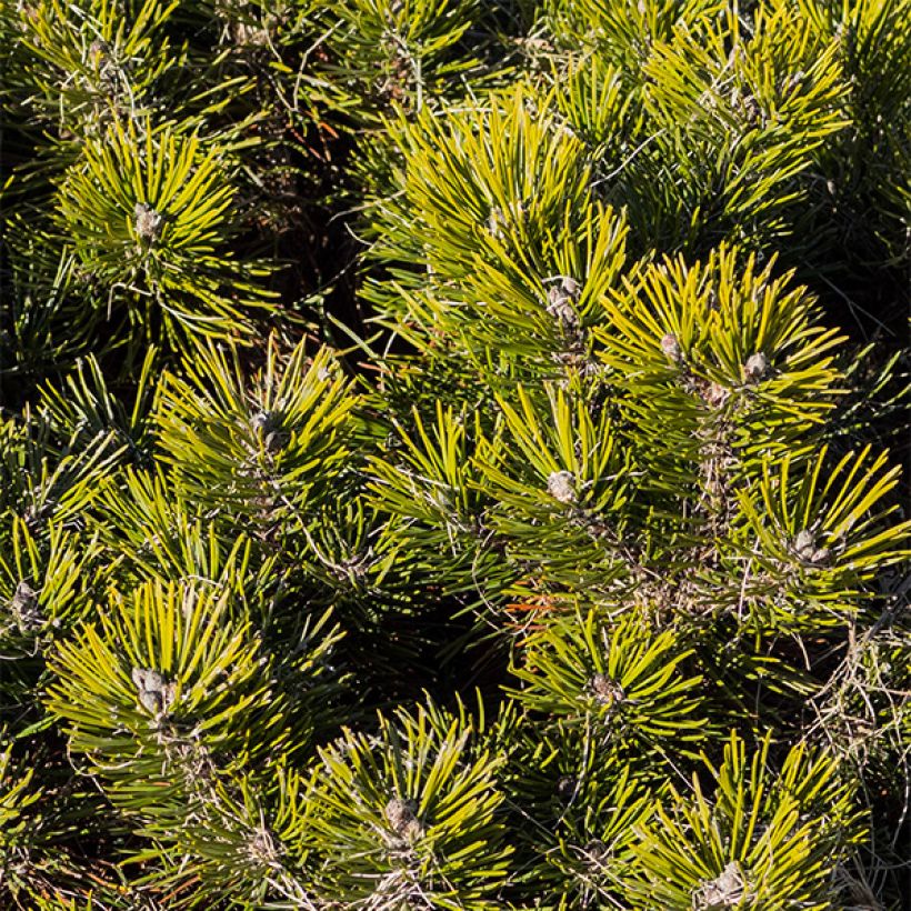 Pinus mugo pumilio - Pin de montagne (Foliage)