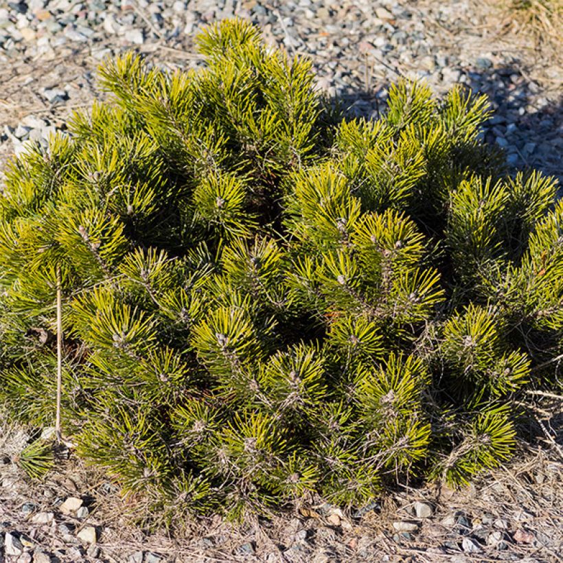 Pinus mugo pumilio - Pin de montagne (Plant habit)