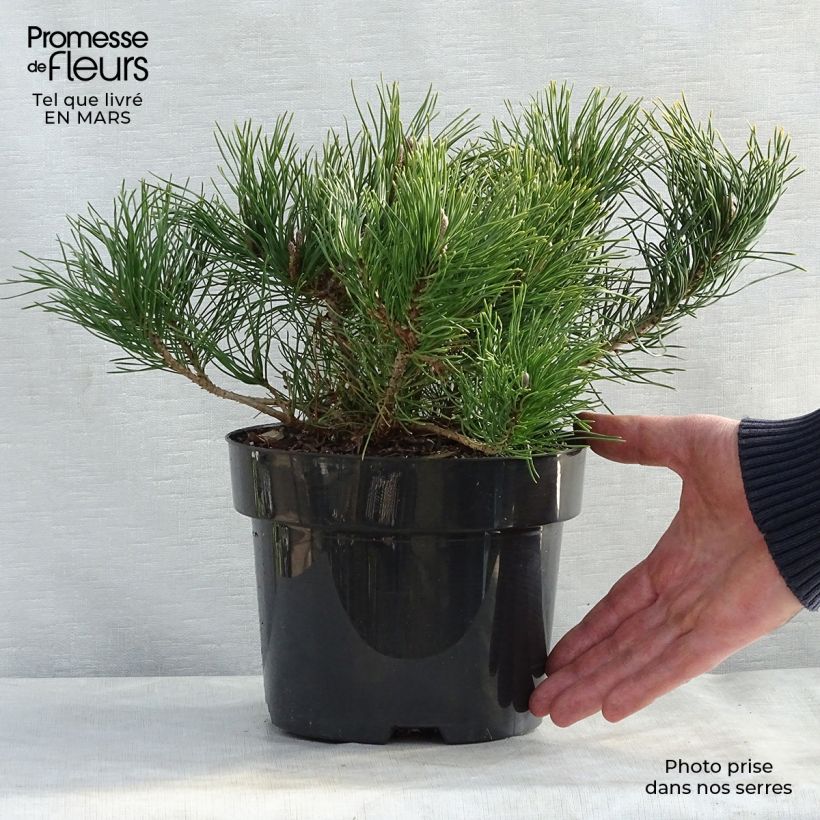 Example of Pinus mugo pumilio - Pin de montagne Pot de 2L/3L as you get in printemps