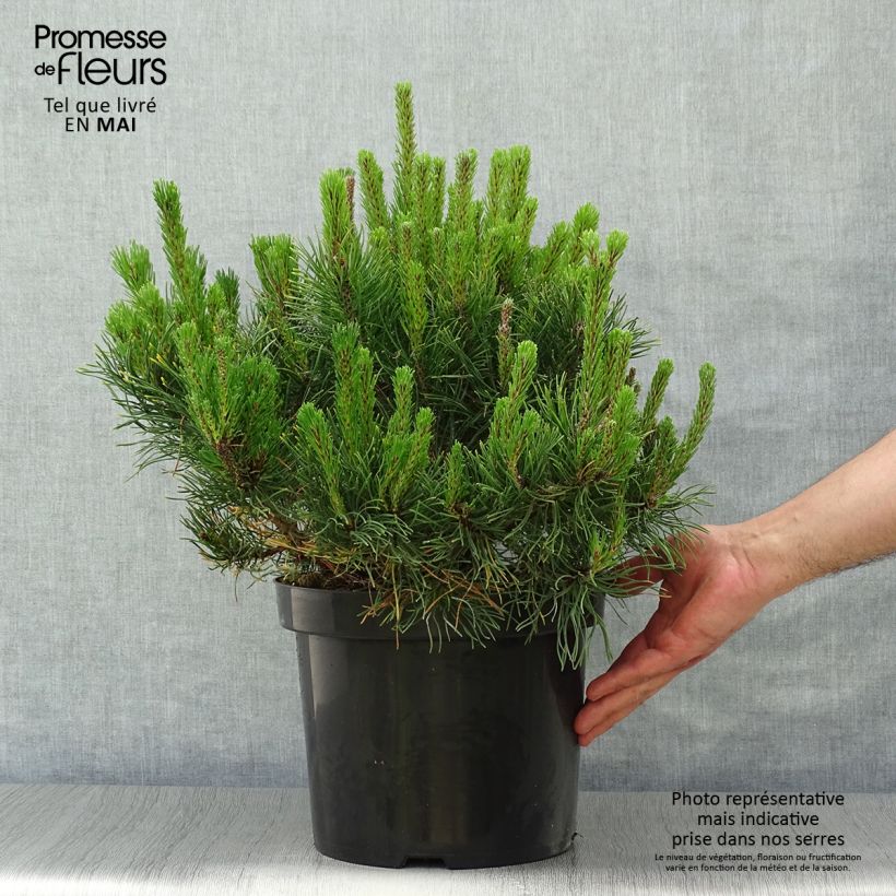 Example of Pinus mugo pumilio - Pin de montagne Pot de 7,5L/10L as you get in printemps