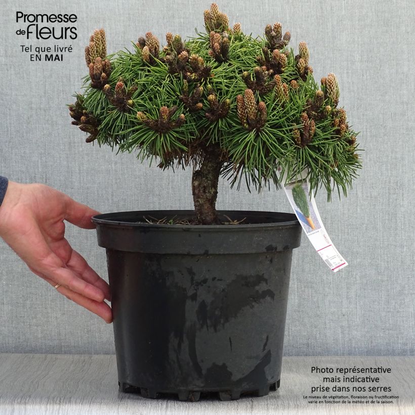 Example of Pinus nigra Agnes Brégeon - Pin noir  Pot de 6L/7L as you get in printemps