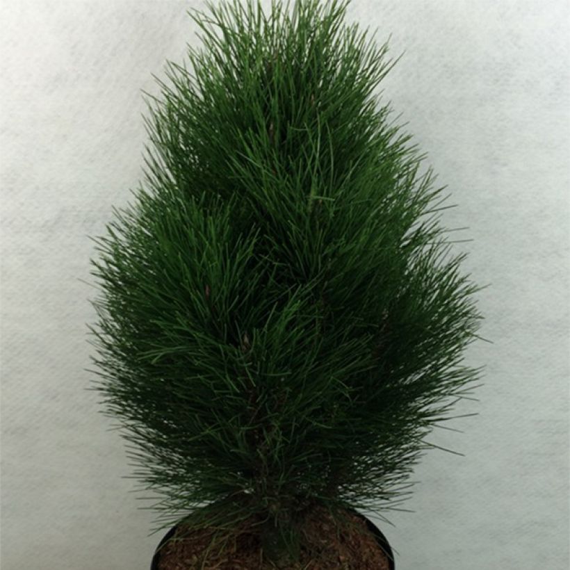 Pinus nigra Green Tower - Pin noir                          (Plant habit)