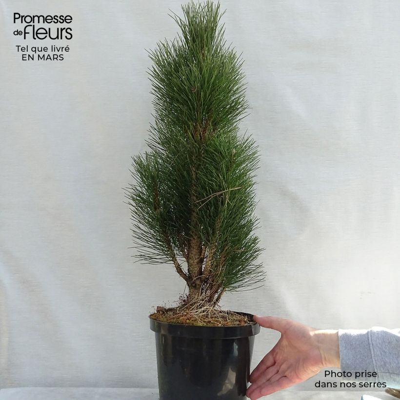 Example of Pinus nigra Green Tower - Pin noir                          Pot de 7,5L/10L as you get in printemps