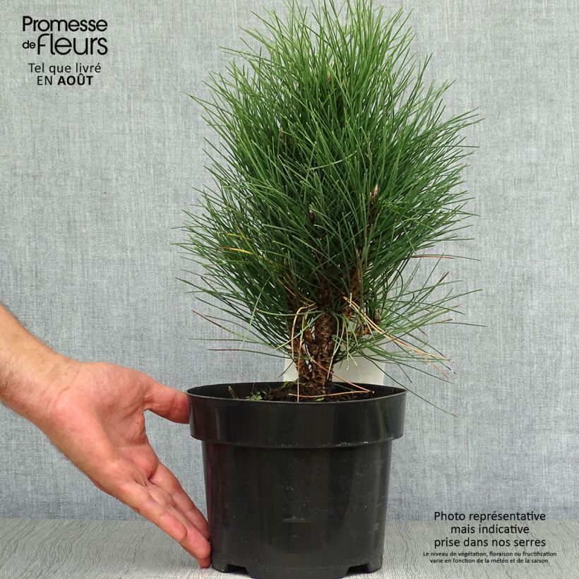 Spécimen de Pinus nigra Green Tower - Pin noir                          Pot de 2L/3L tel que livré en été