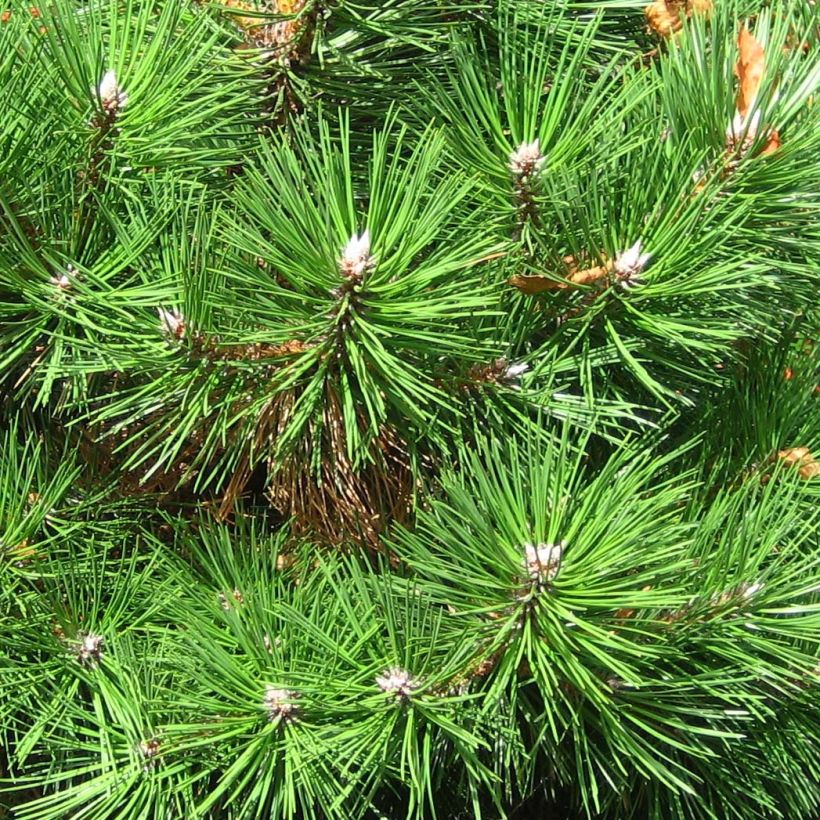 Pin noir nain - Pinus nigra Nana (Foliage)