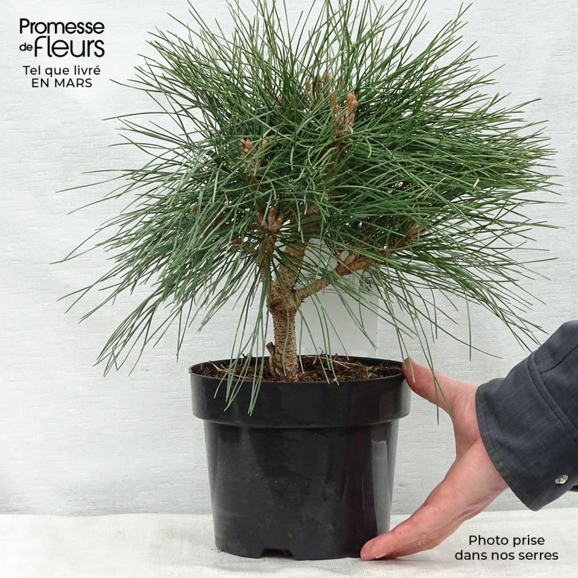 Example of Pinus nigra Pierrick Brégeon  - Pin noir Pot de 2L/3L as you get in printemps