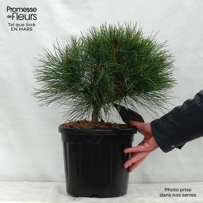 Example of Pinus nigra Pierrick Brégeon  - Pin noir Pot de 7,5L/10L as you get in printemps