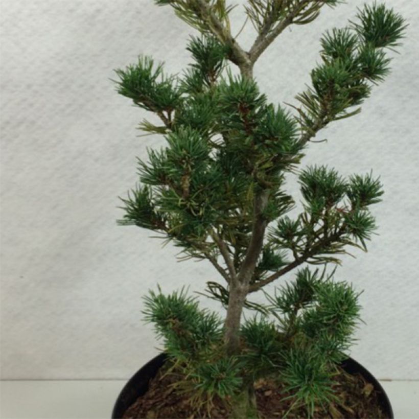 Pinus parviflora Adcock's Pyramid - Pin blanc du Japon                (Foliage)