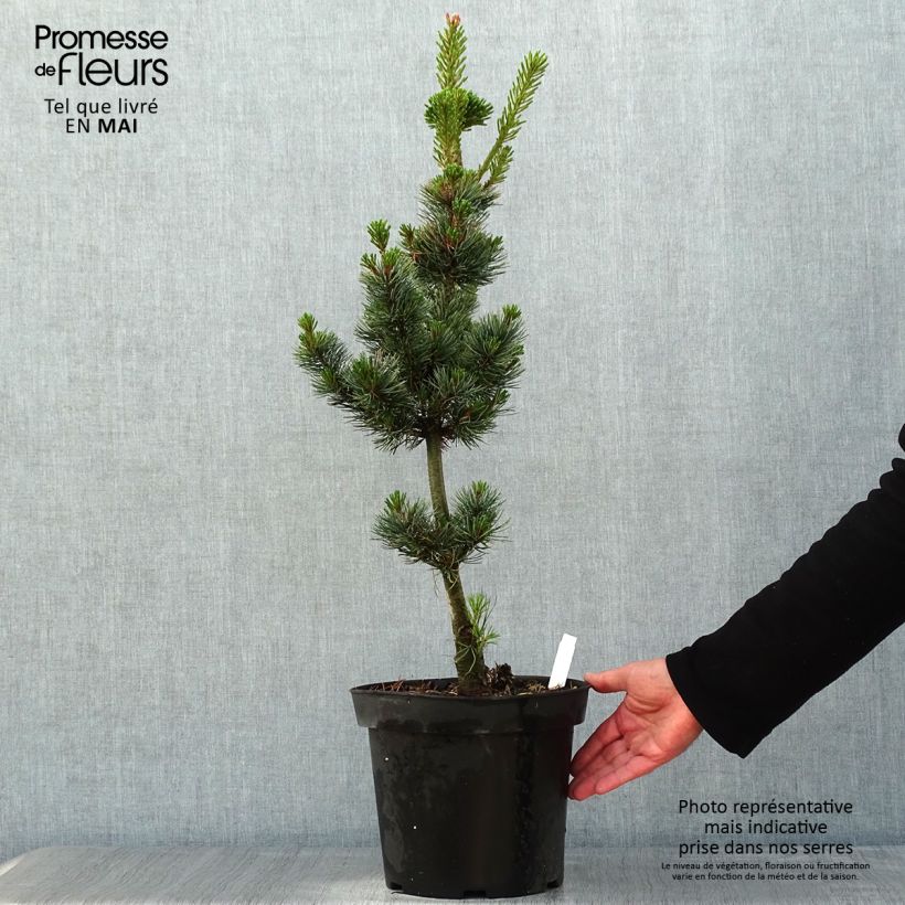 Example of Pinus parviflora Azumi Goye - Pin blanc du Japon                     Pot de 7,5L/10L as you get in printemps